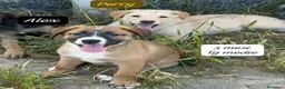 Meticcio cani in regalo: Cuccioli cercano urgentemente famiglia  a Provincia di Monza e della Brianza - Annuncio 4