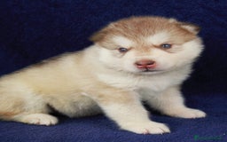 Alaskan Malamute cani in vendita: Cuccioli di alaskan malamute a Provincia di Padova - Immagine 2