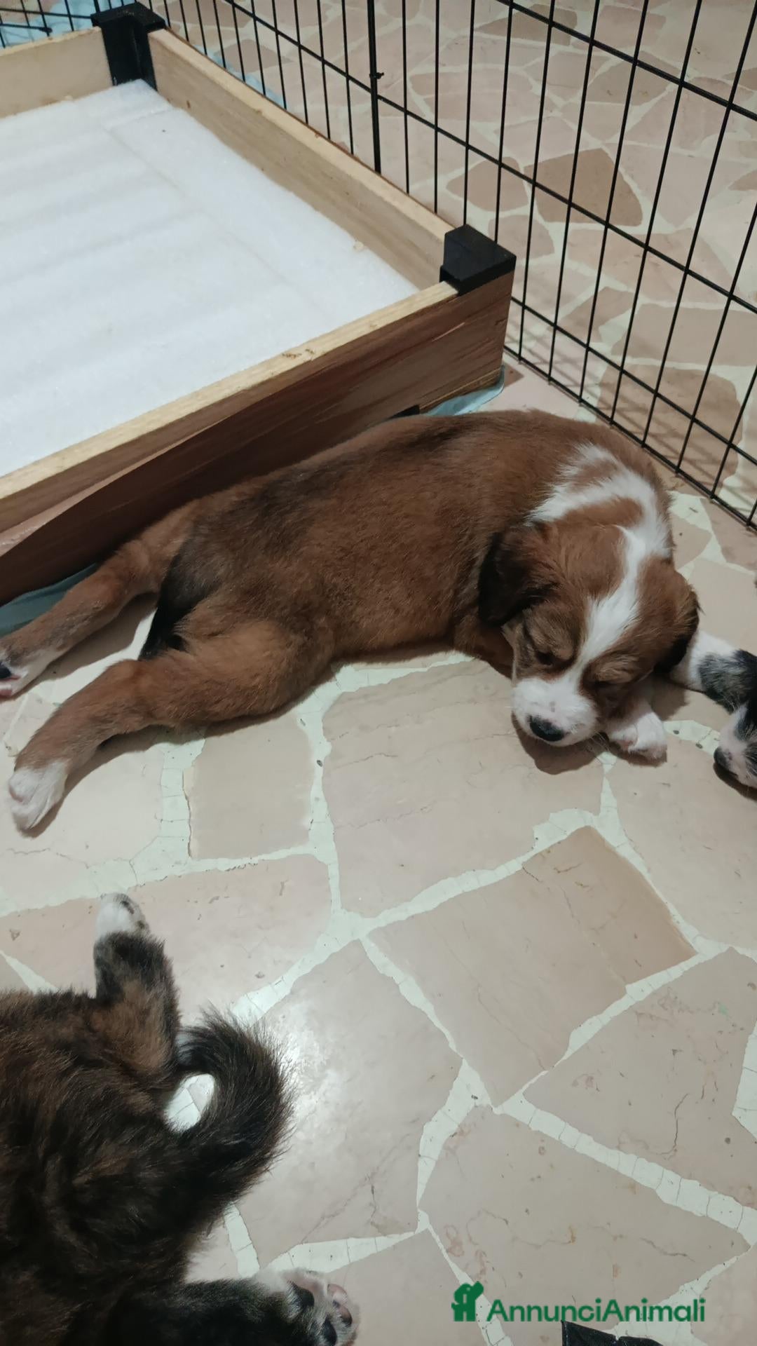 Meticcio cani Regalasi cucciole di  due mesi  - Annuncio 8