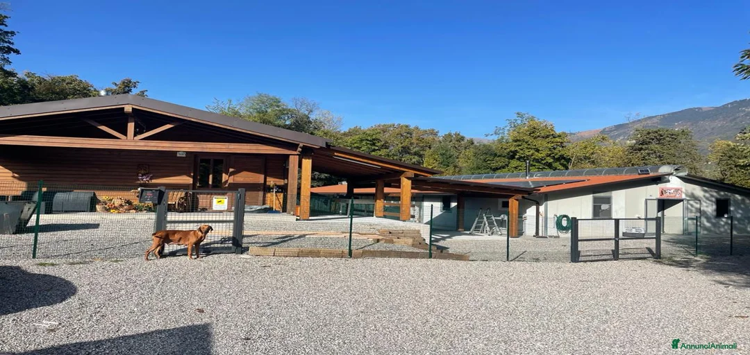 Immagine della galleria {{count}}