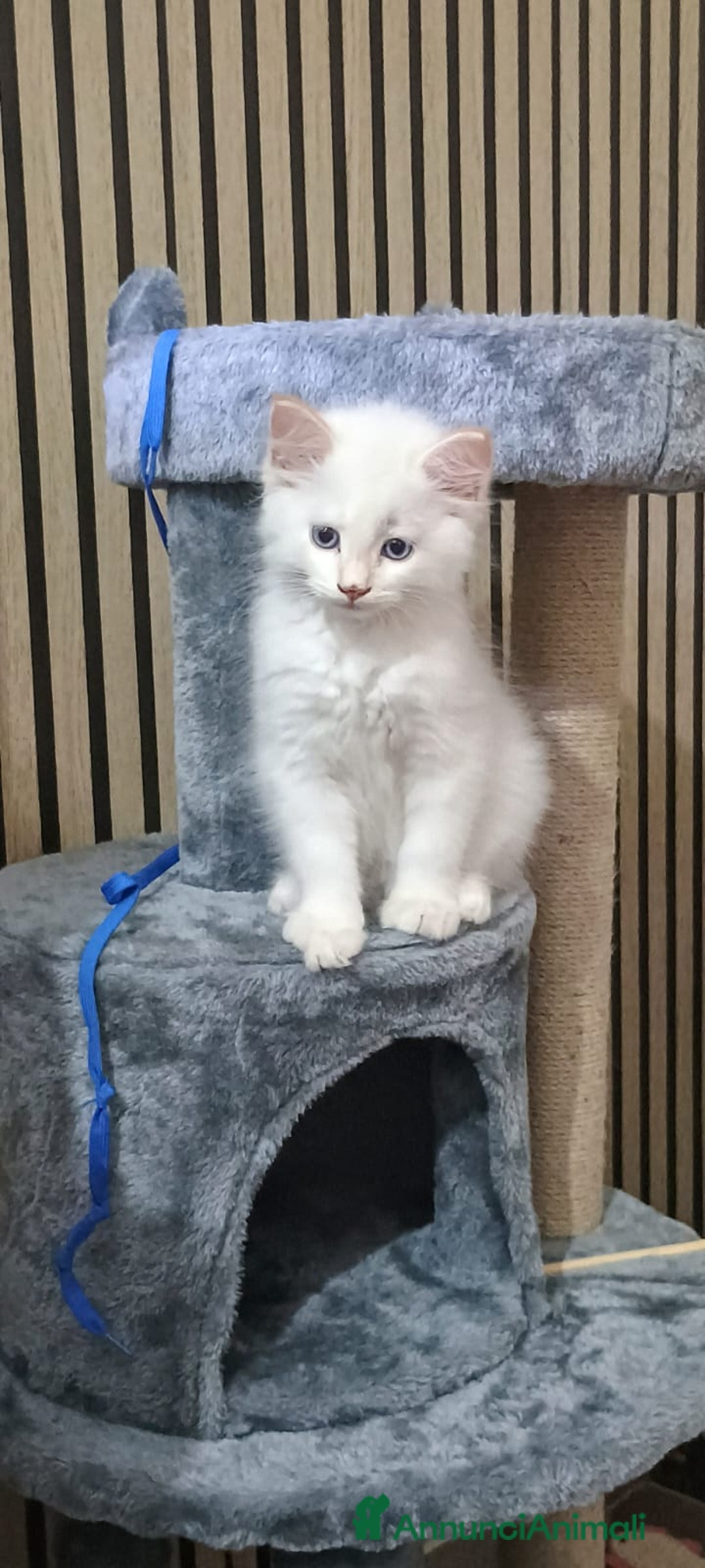 Siberiano gatti in vendita: Cucciolo siberiano neva  a Provincia di Brescia - Immagine 1