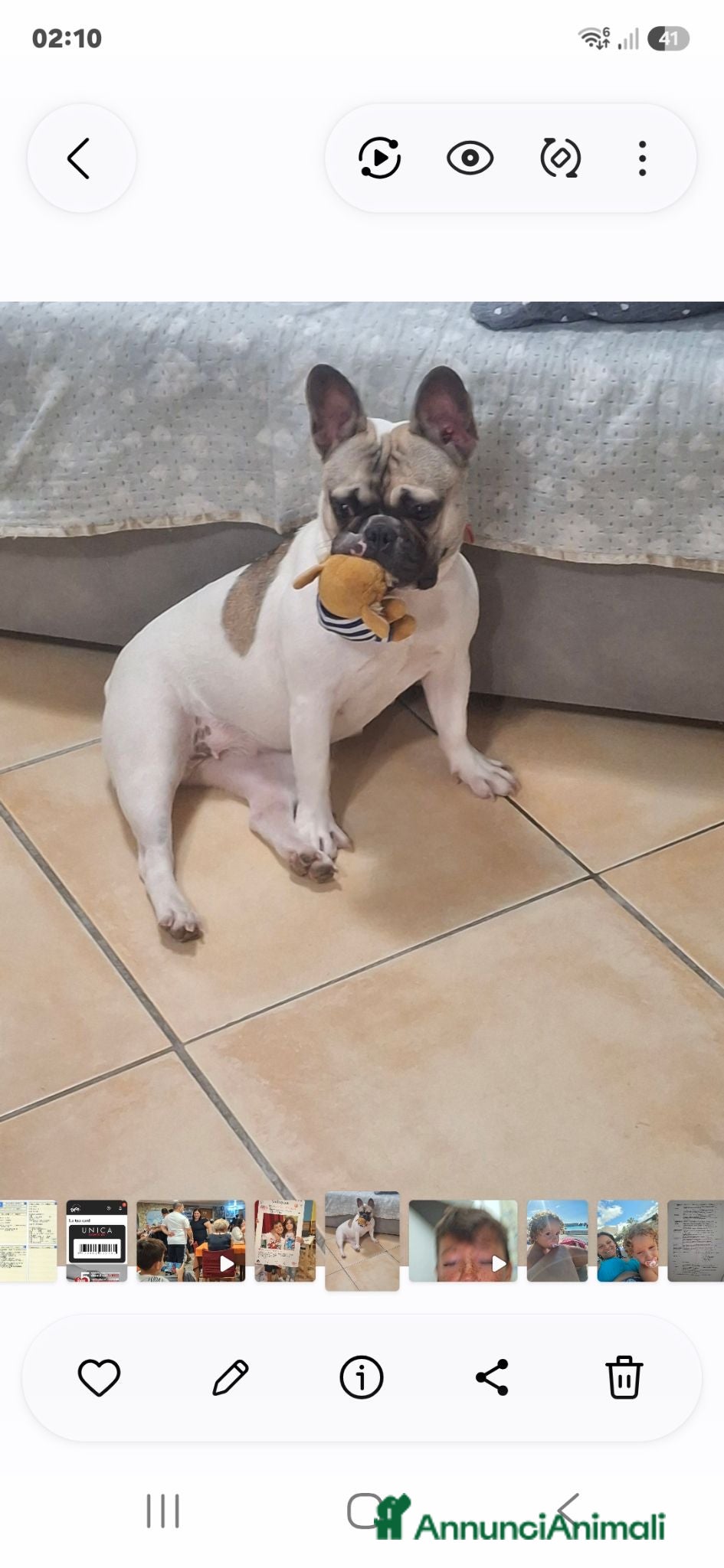 Bulldog Francese cani Bulldog francese  - Annuncio 9