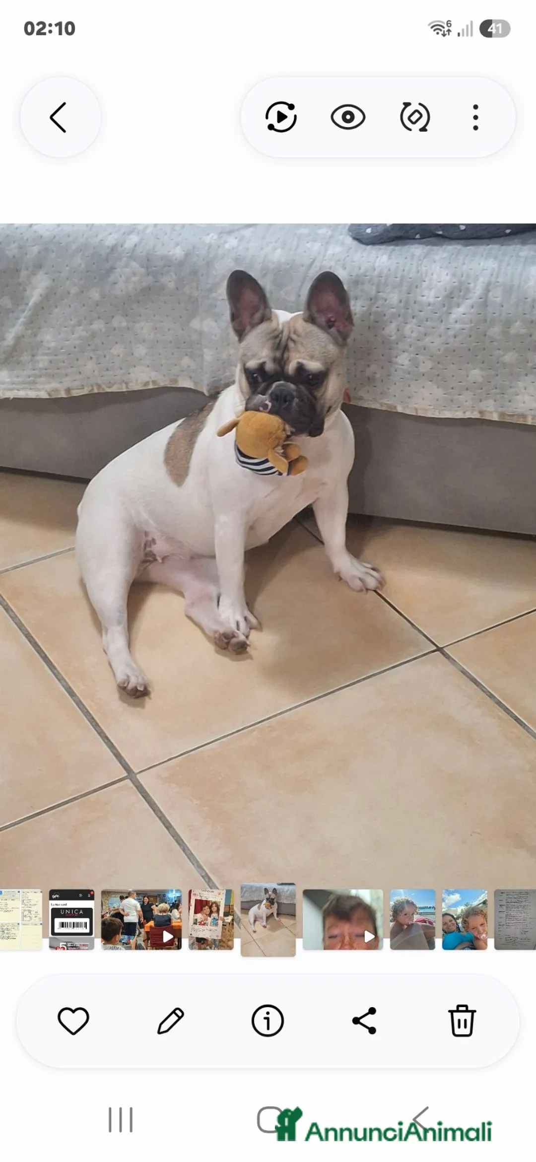 Bulldog Francese cani in vendita: Bulldog francese  - Annuncio 1