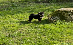Shiba Inu cani in vendita: Shiba inu cuccioli  a Province of Pavia - Immagine 7