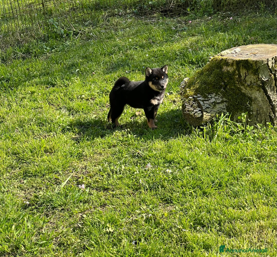 Shiba Inu cani in vendita: Shiba inu cuccioli  a Province of Pavia - Immagine 7