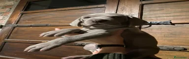 Weimaraner Cucciolo 4