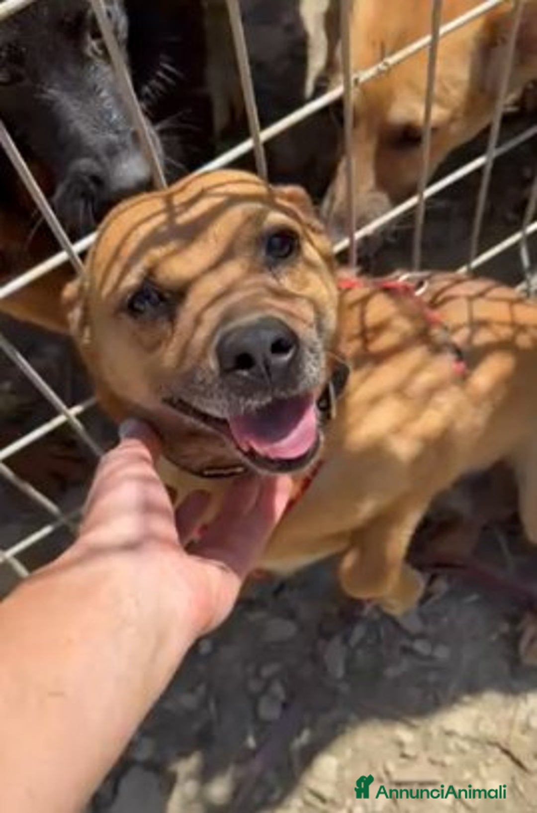 Meticcio cani in regalo: JAGODA, scricciolina spaventata! Tg PICCOLA - Annuncio 2