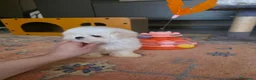 Maltese cani in vendita: Maltesi  - Annuncio 5