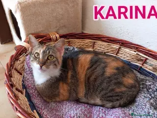 Europeo gatti Karina, dolce micia tricolore in adozione! - Annuncio 8