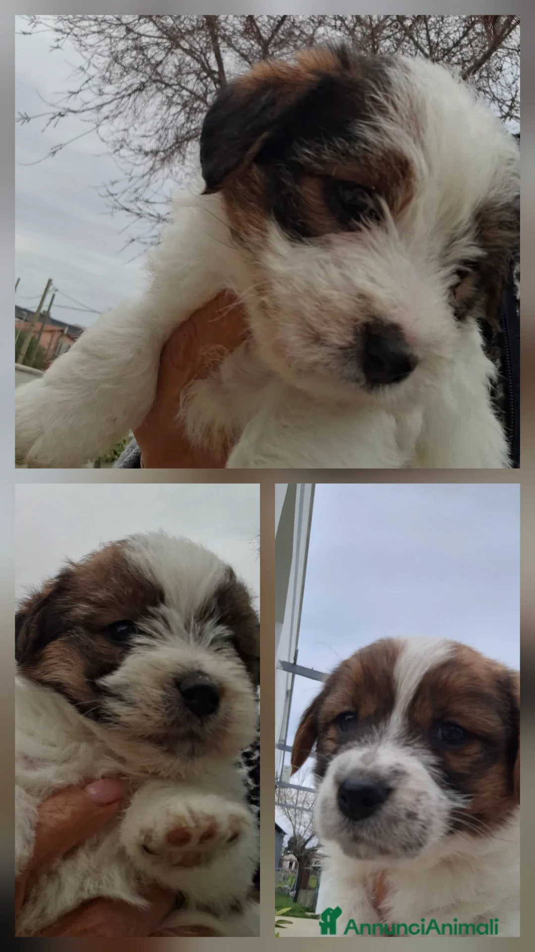 Jack Russell cani in vendita: Cuccioli Jack Russell ruvido  - Annuncio 1