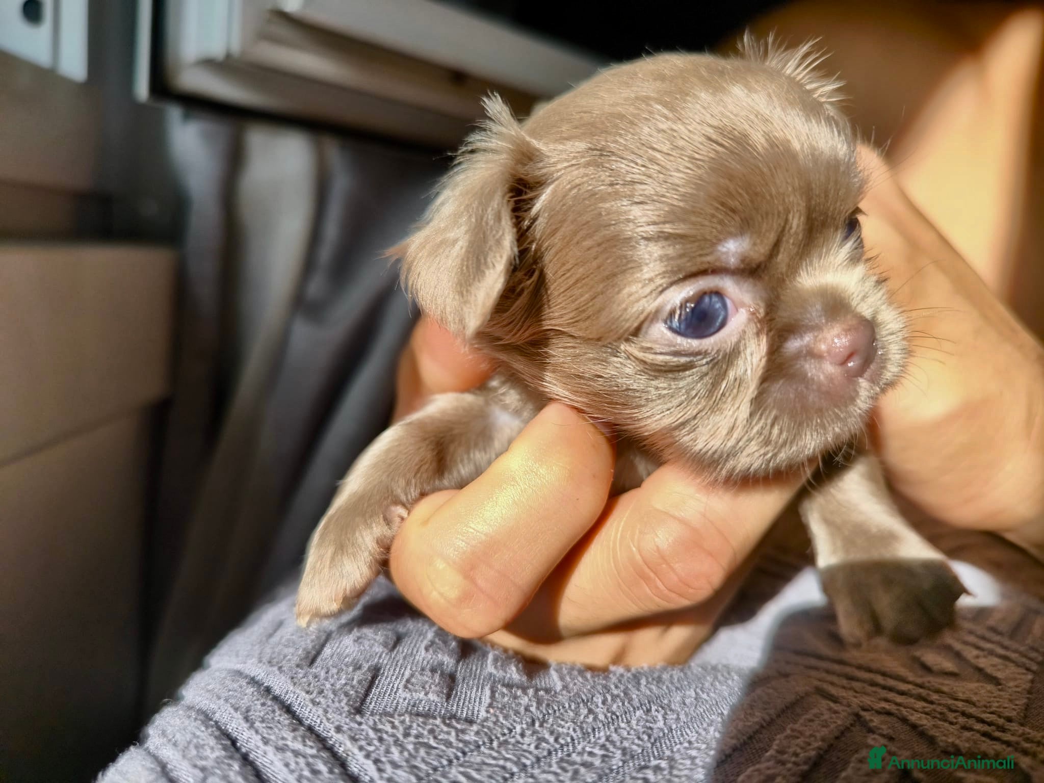 Chihuahua cani Chihuahua pelo lungo lilac e blu - Annuncio 1