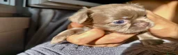 Chihuahua cani in vendita: Chihuahua pelo lungo lilac  - Annuncio 3