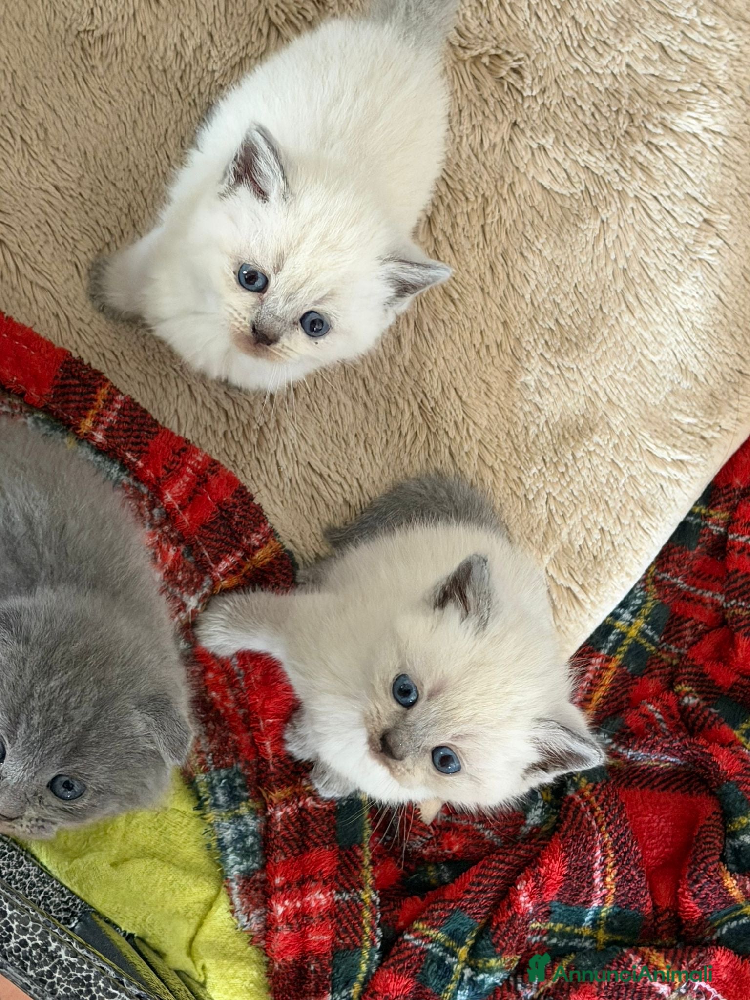 Scottish gatti Cuccioli di scottish straight e fold - Annuncio 5
