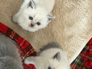 Scottish gatti Cuccioli di scottish straight e fold - Annuncio 5