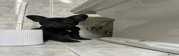 Bulldog Francese cani in vendita: bulldog francese nero tigrato  - Annuncio 4