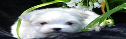 Maltese cani in vendita: Maltese Toy Cucciolo Trequartidiluna - Annuncio 2