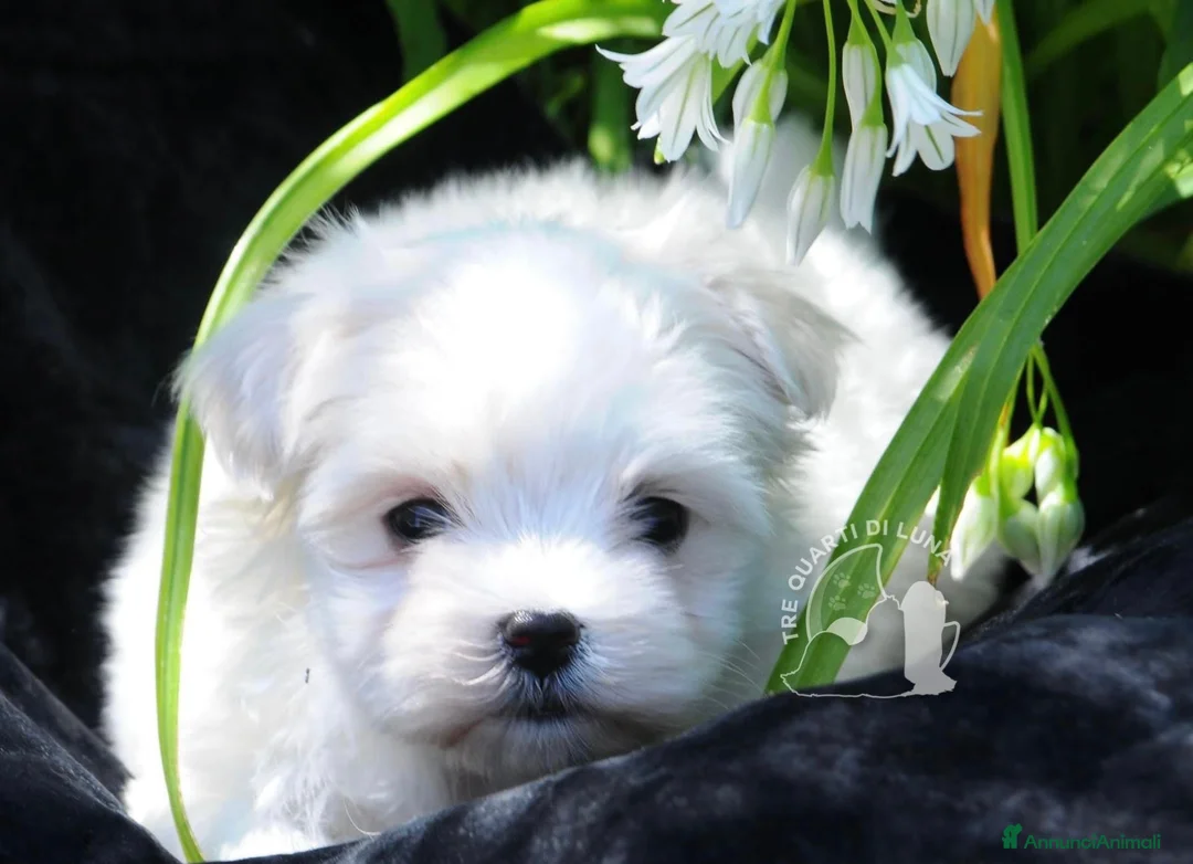 Maltese cani in vendita: Maltese Toy Cucciolo Trequartidiluna - Annuncio 2