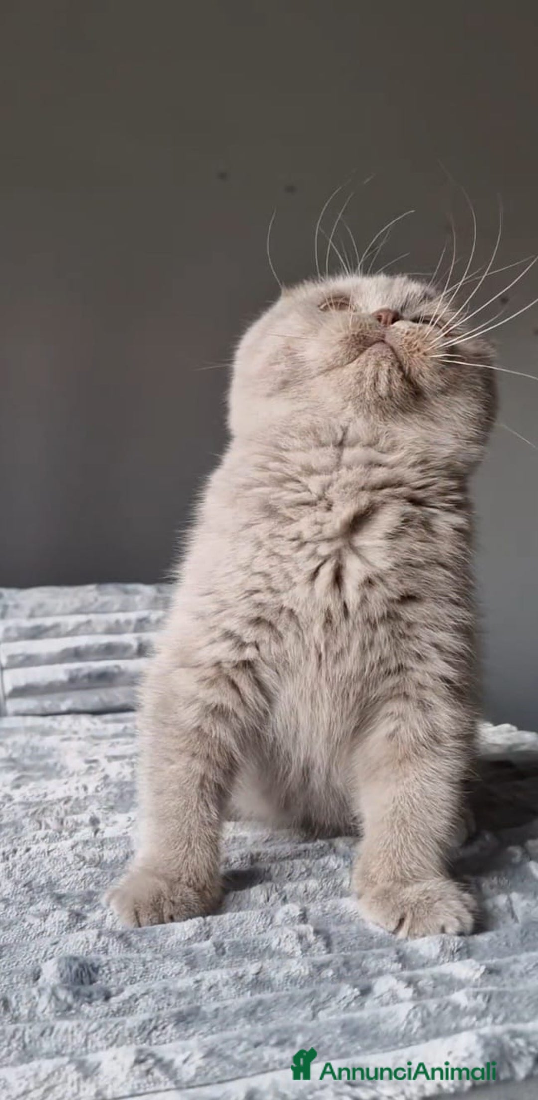 Scottish gatti in vendita: Scottish Fold  - Annuncio 7