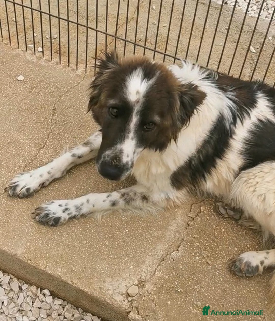 Meticcio cani in regalo: Brando/Ennio 3anni da cuccioli in box Prov.BARI a Città metropolitana di Milano - Annuncio 5