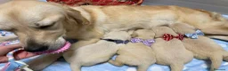 Golden Retriever cani in vendita: cucciolo maschio crema di golden retriever 5 mesi - Annuncio 8