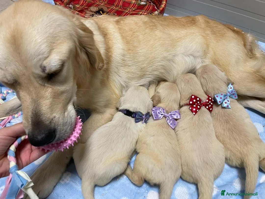 Golden Retriever cani in vendita: cucciolo maschio crema di golden retriever 5 mesi - Annuncio 8