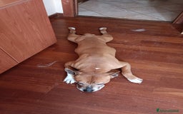 American Staffordshire cani in regalo: Cedo Amstaff maschio a Provincia di Bergamo - Immagine 4