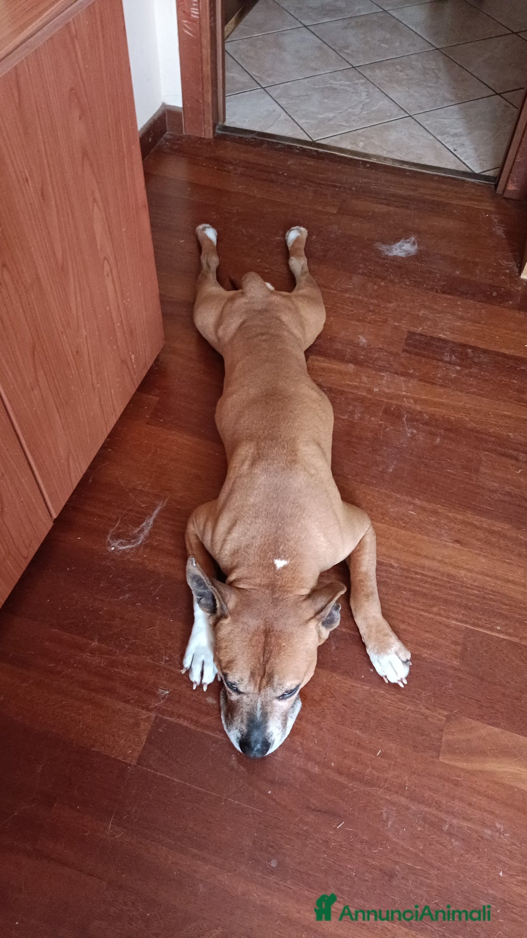 American Staffordshire cani in regalo: Cedo Amstaff maschio a Provincia di Bergamo - Immagine 4