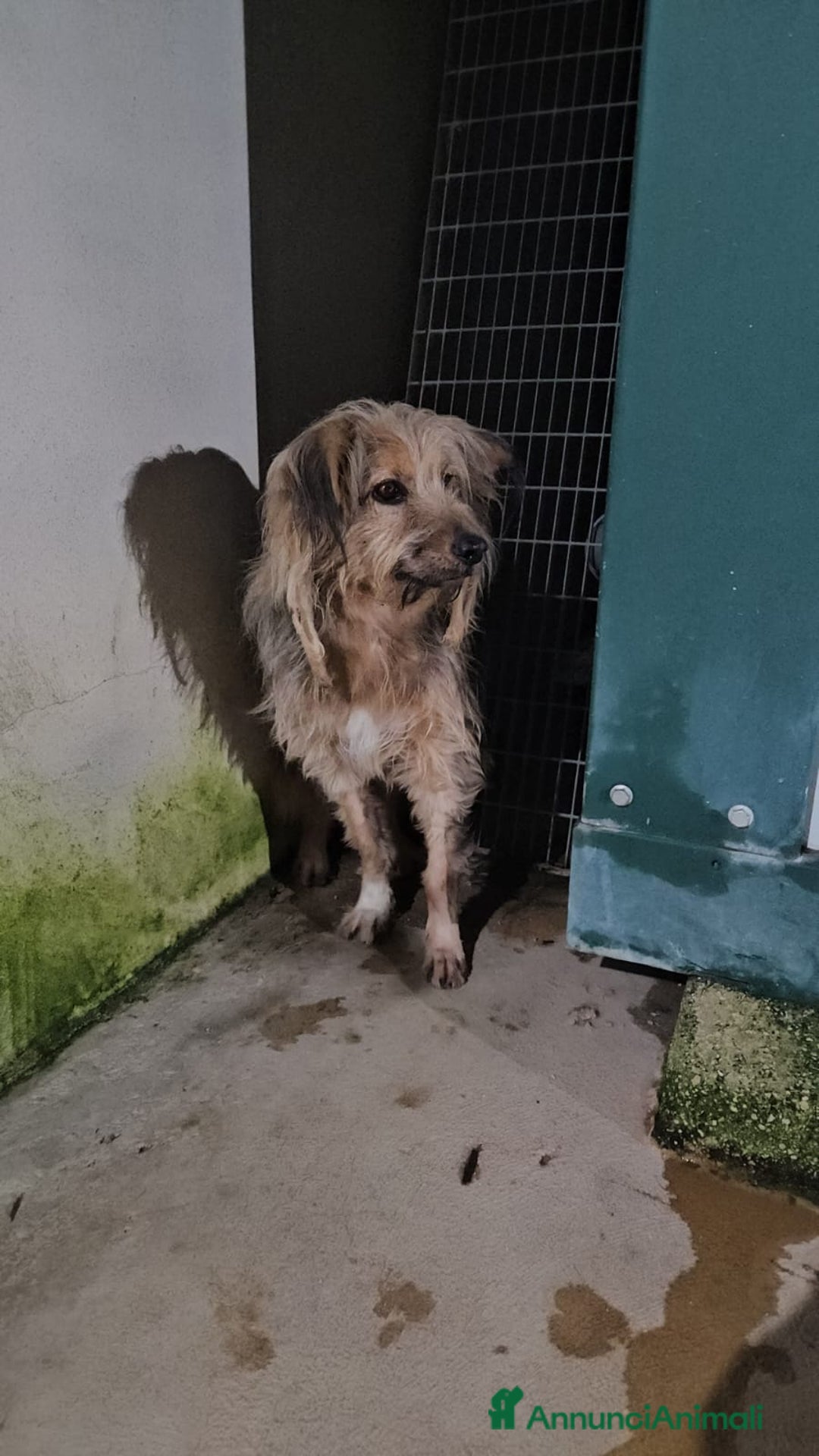 Meticcio cani in regalo: Vanny: una vita in canile, docile e socievole  - Annuncio 10