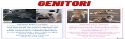Pastore Asia Centrale cani in vendita: Cuccioli Pastore Asia Centrale - Annuncio 7
