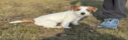 Jack Russell cani in vendita: Cuccioli jack russell lineaespositiva pelo ruvido  - Annuncio 8
