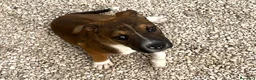 Meticcio cani in regalo: DOLCE MIX MOLOSSINO - Annuncio 7