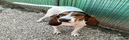 Meticcio cani in regalo: ADOZIONE DI COPPIA a Città Metropolitana di Firenze - Annuncio 8