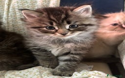 Siberiano gatti in vendita: Gattini siberiani ipoallergenici - Annuncio 10