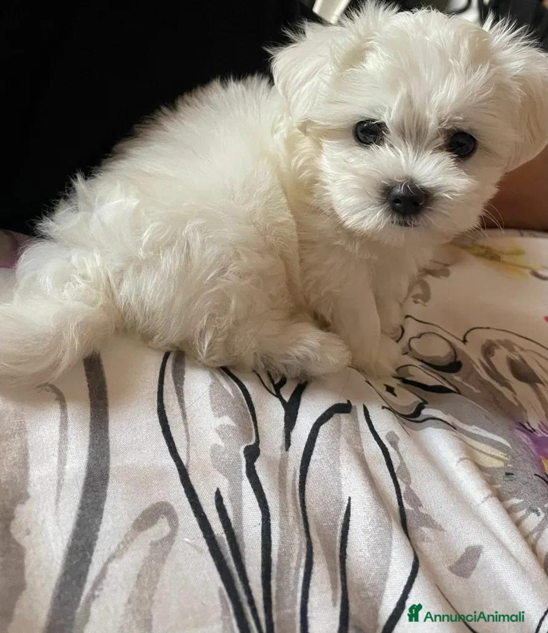 Maltese cani in vendita: Cuccioli di maltese - Annuncio 15