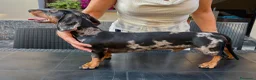 Bassotto cani per accoppiamento: Bassotto Tri Merlè per Monta a Provincia di Monza e della Brianza - Annuncio 4