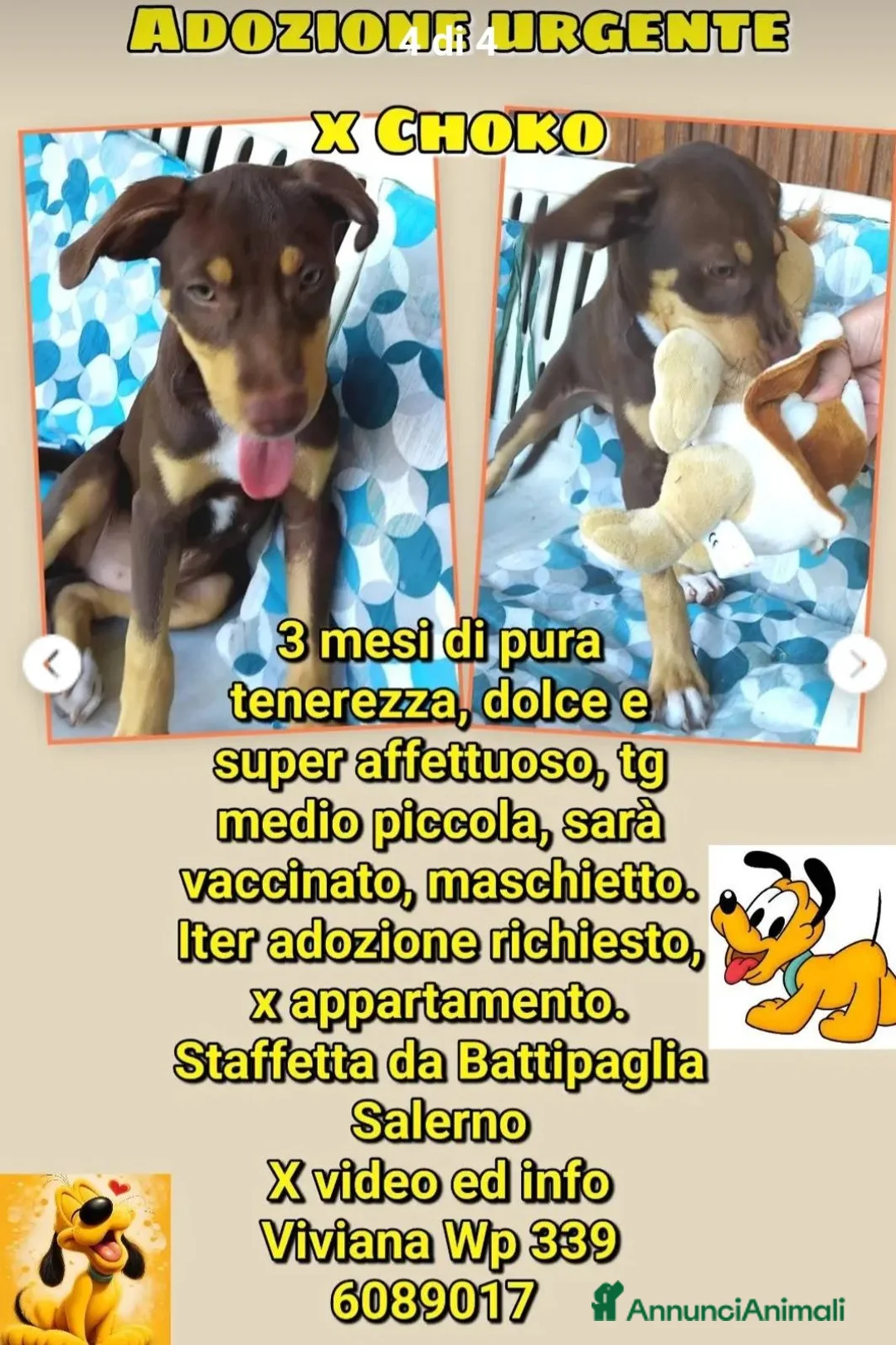 Meticcio cani in regalo: Chico 3mesi tg medio piccola URGENTEEEE SALERNO - Annuncio 4