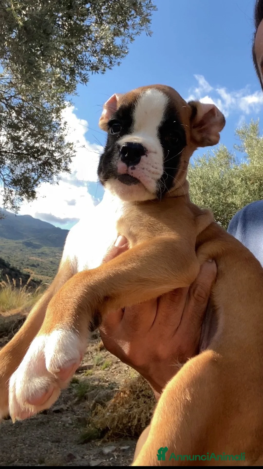 Boxer cani in vendita: Cuccioli boxer - Annuncio 2
