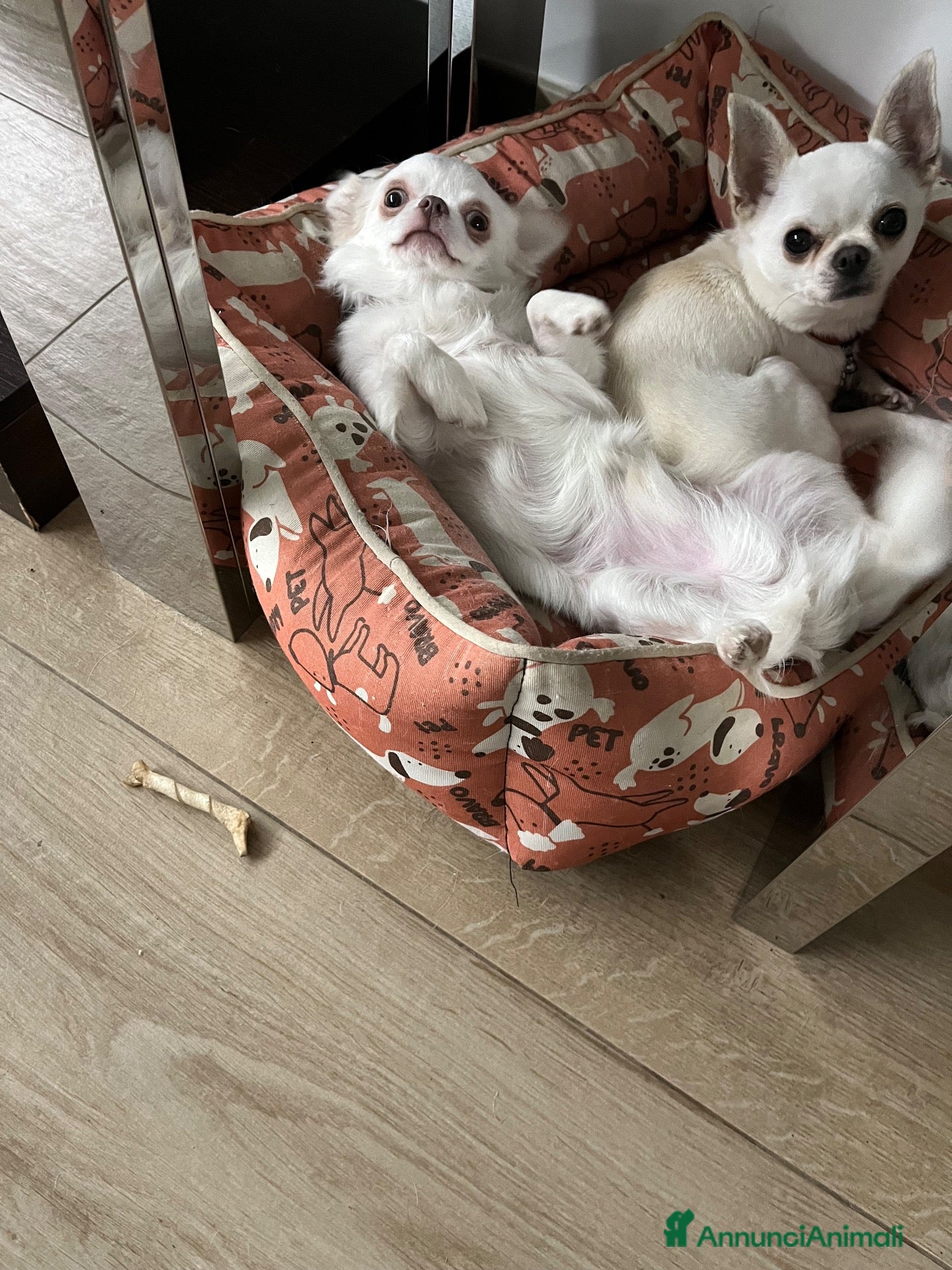 Chihuahua cani in vendita: Cuccioli di chihuahua  - Annuncio 8