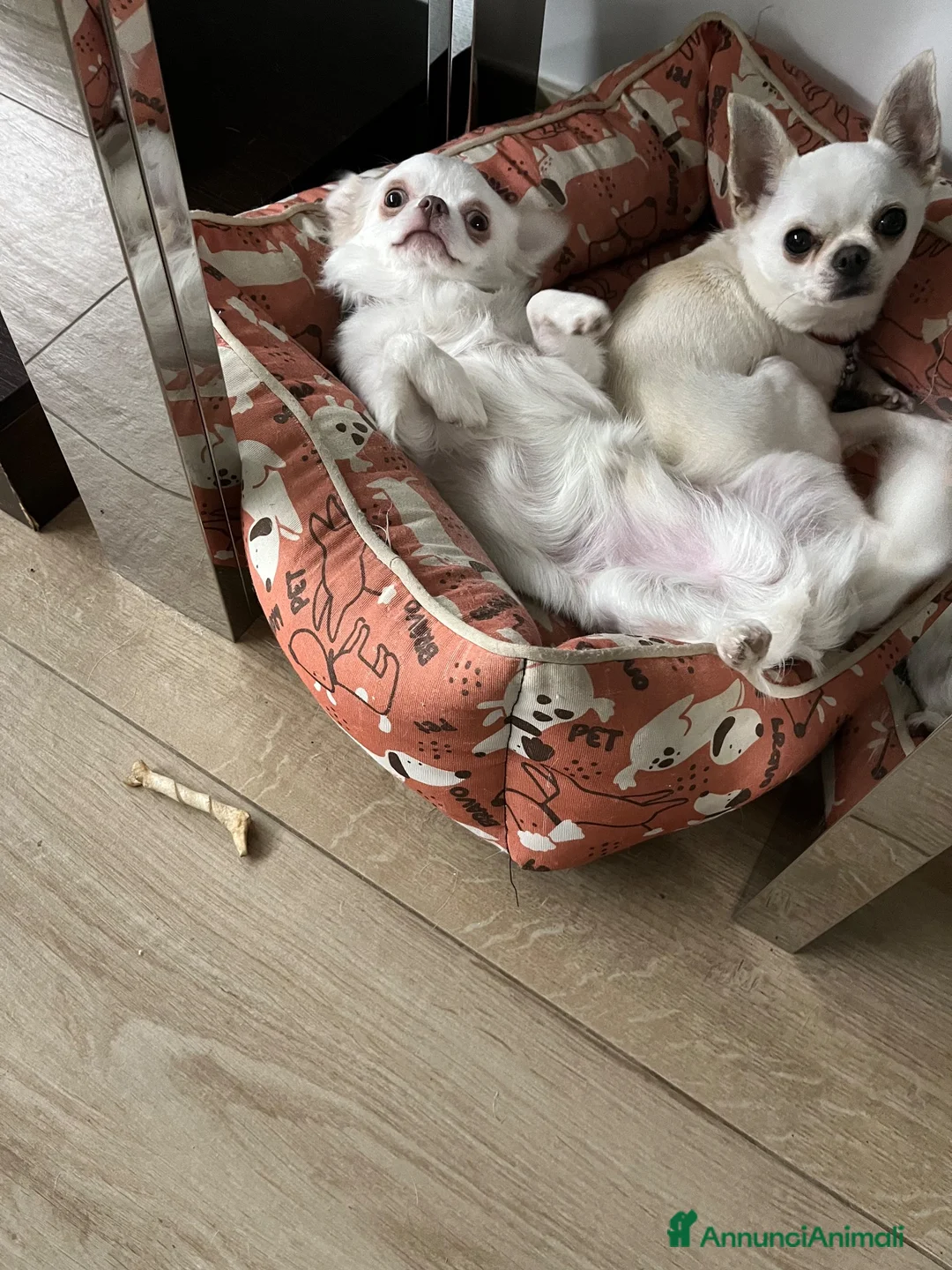 Chihuahua cani in vendita: Cuccioli di chihuahua  - Annuncio 1