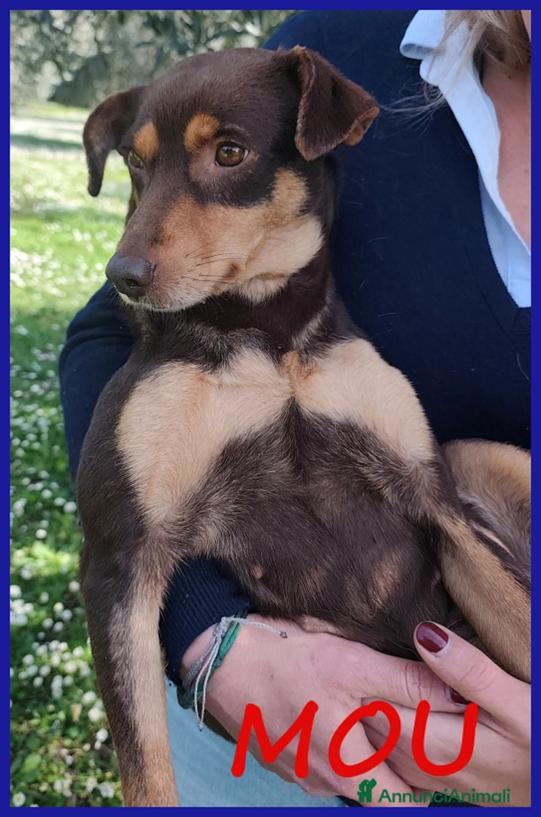 Meticcio cani in regalo: MOU TENERISSIMA PICCOLETTA DI 2 ANNI, CERCA COCCOL - Annuncio 1