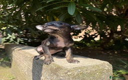 Chihuahua cani in vendita: 🐾 Chihuahua Toy Femmina in Vendita  a Città metropolitana di Milano - Immagine 2