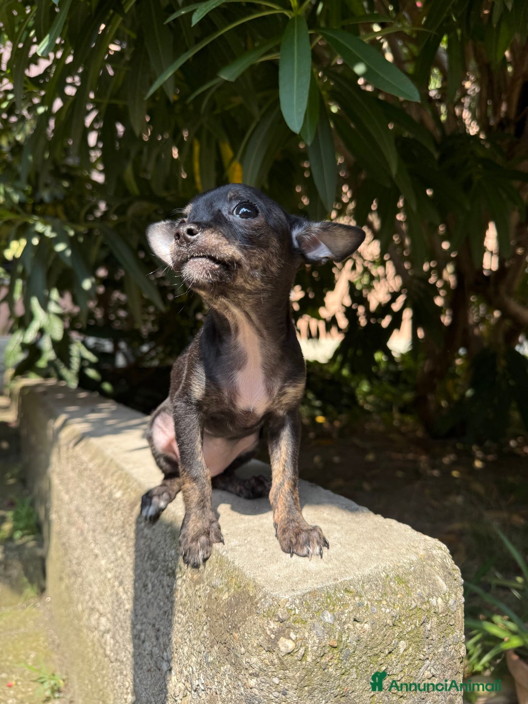 Chihuahua cani in vendita: 🐾 Chihuahua Toy Femmina in Vendita  a Città metropolitana di Milano - Immagine 2