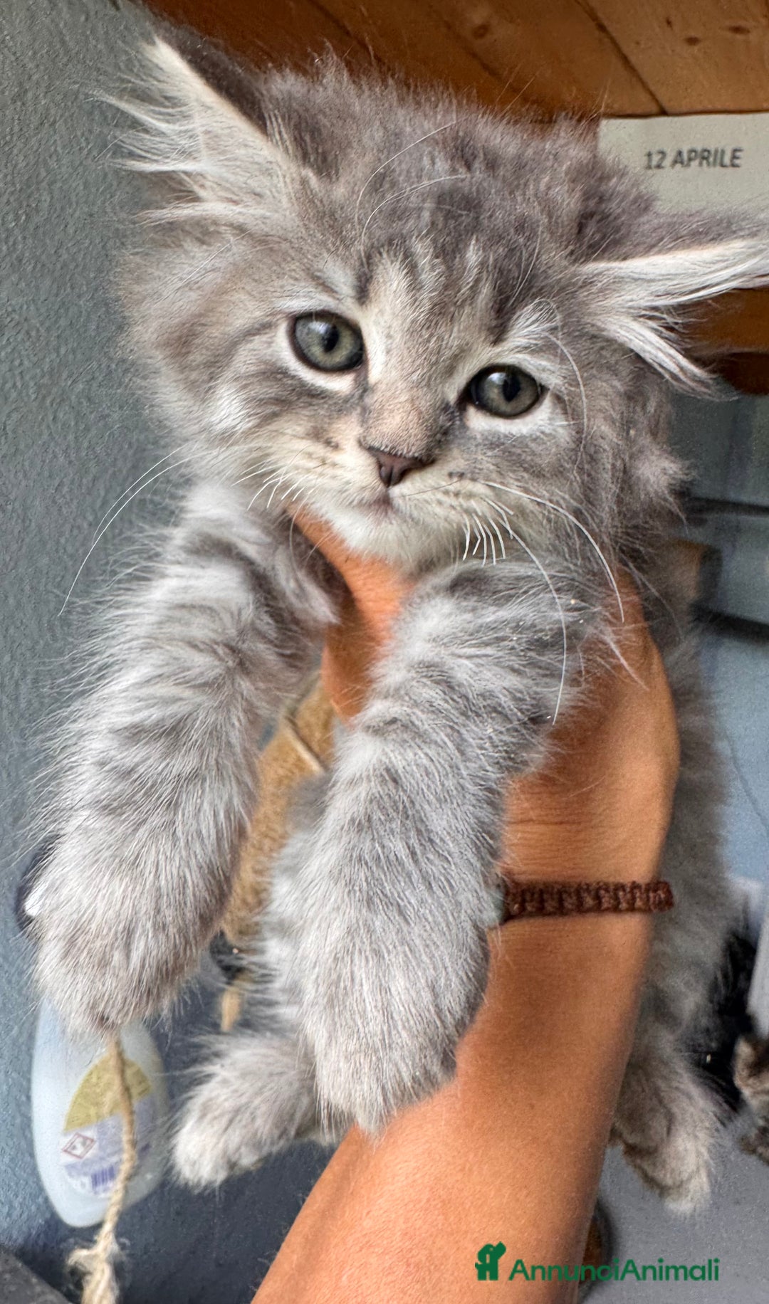 Siberiano gatti in vendita: Gattini siberiani con pedigree a Provincia di Brescia - Immagine 1