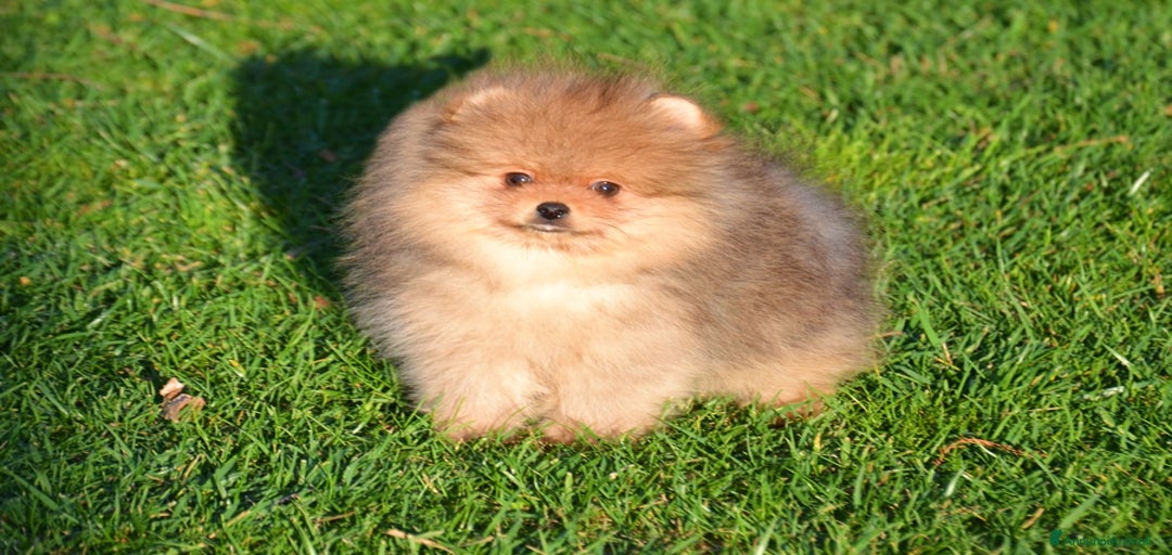 Immagine della galleria {{count}}