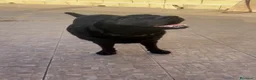 Labrador cani in regalo: Ettore dolcissimo labrador nero - Annuncio 5