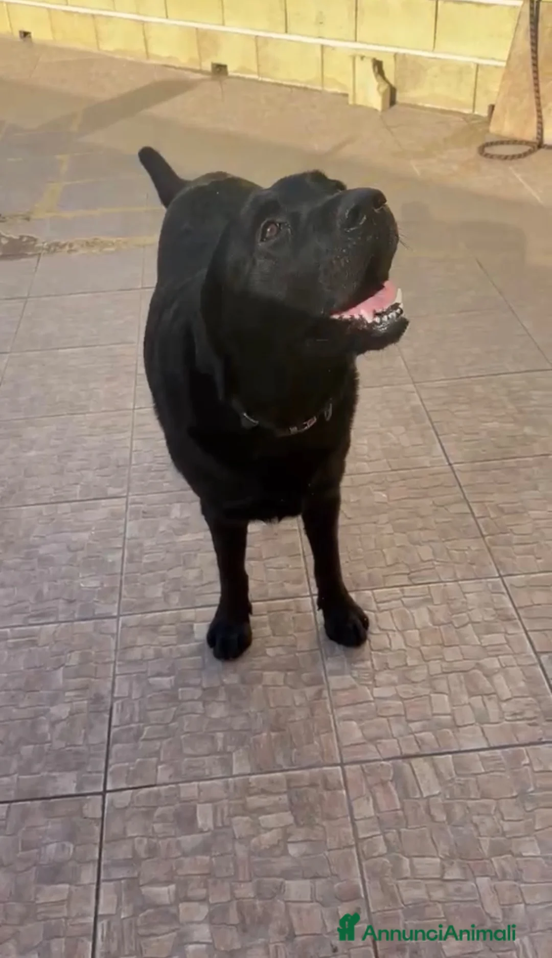 Labrador cani in regalo: Ettore dolcissimo labrador nero - Annuncio 5