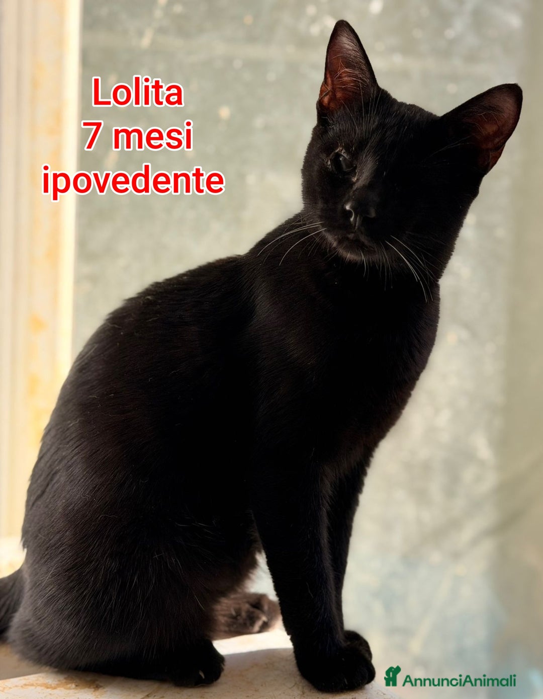 Europeo gatti in regalo: MICINI: TEMPO SCADUTO!!! - Annuncio 7