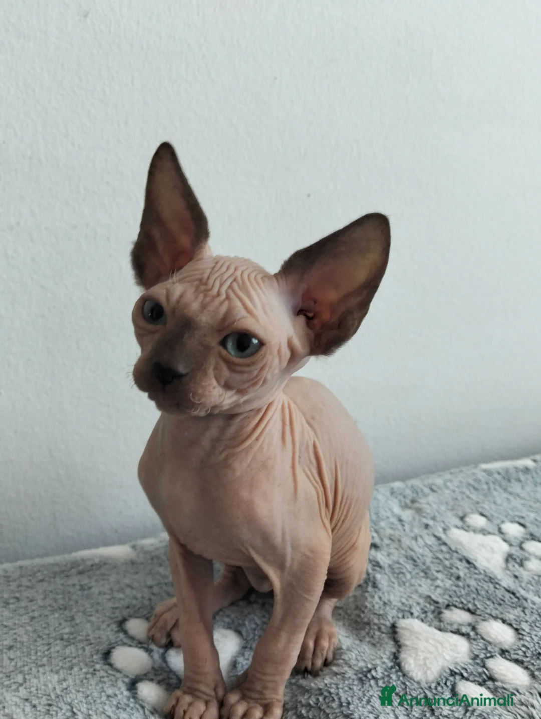 Sphynx gatti in vendita: Gattini Sphynx  - Annuncio 11