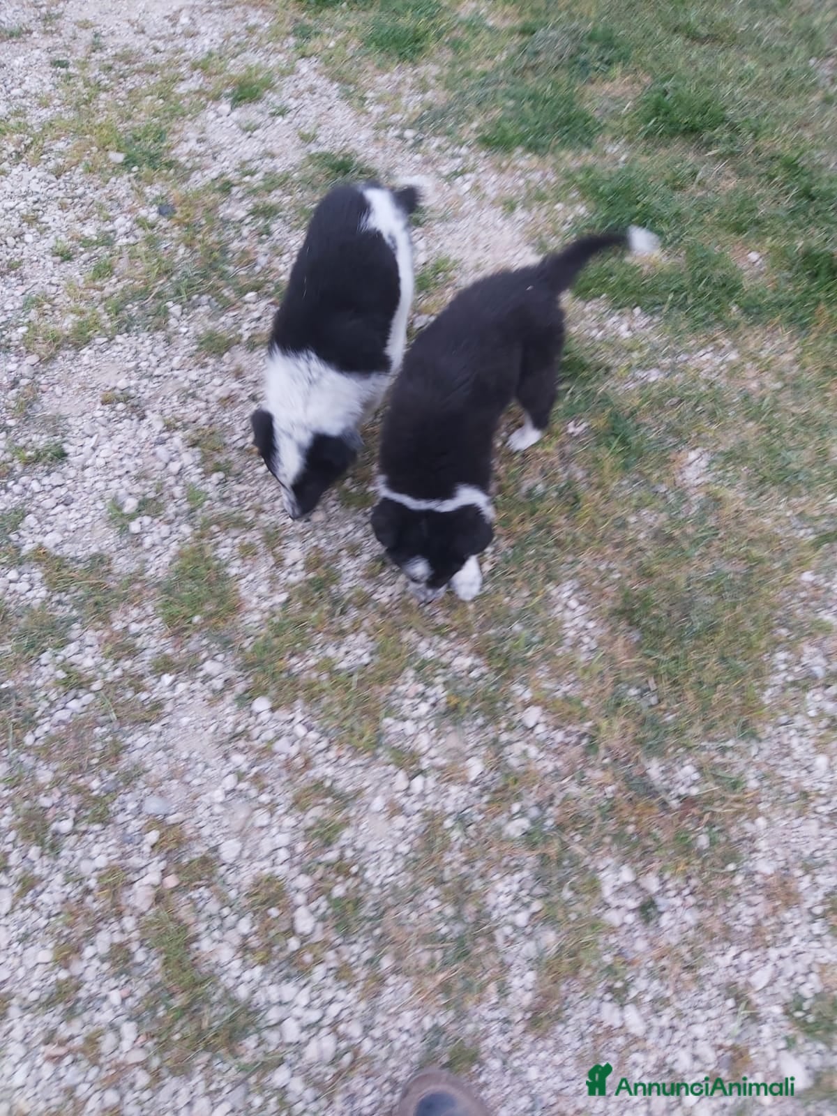 Border Collie cani Cuccioli border collie  - Annuncio 5