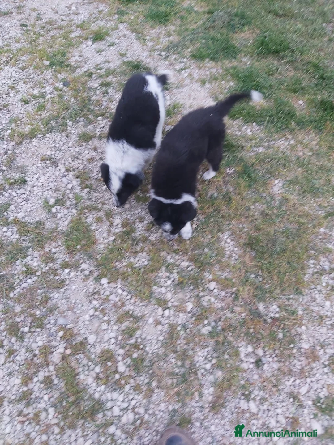 Border Collie cani in vendita: Cuccioli border collie  - Annuncio 1